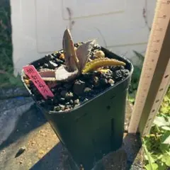 2026年最新】緋紅牡丹の人気アイテム - メルカリ