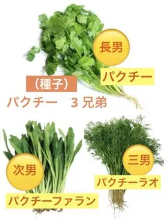 パクチー3 兄弟（パクチー、パクチーファラン、パクチーラオ）の種子　1 セット