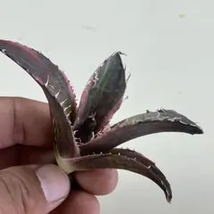 【クリスマスセール】①選抜 特大　美株　アガベ　白鯨錦　覆輪斑　TC 2026年最新】白鯨錦の人気アイテム - メルカリ