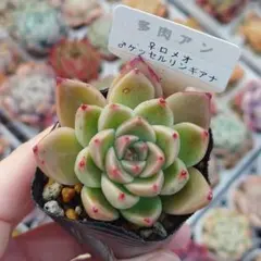 ホーリンぜ✕ケッセルリンギアナ♥️子株付き✨ Yahoo!オークション -「多肉 ケッセルリンギアナ」の落札相場・落札価格