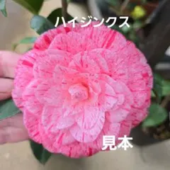 椿苗◆苗木◆ハイジンクス◆斑入◆約45cm◆12cmポット◆D-17-①