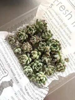 多肉植物　プロリフィカ　カット苗　詰め合わせのサムネイル