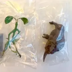 ファンタスティックビースト フィギュア ボウトラックル エルンペント