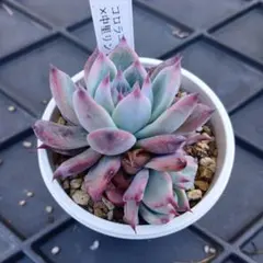 2025年最新】リンゼアナ 中里の人気アイテム - メルカリ