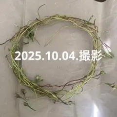 あさがお　手作りリース 直径約20〜22センチ種子付き　乾燥中　ハンドメイド