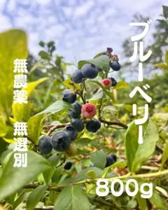 ☆令和8年 生ブルーベリー☆農薬不使用 2㌔ もんち ☆令和8年 生ブルーベリー☆農薬不使用 2㌔ もんち様専用 - メルカリ
