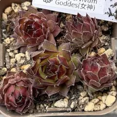 Goddes(女神) sempervivum