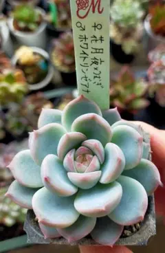 2025年最新】多肉リンゼアナの人気アイテム - メルカリ