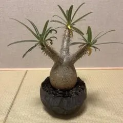 グラキリス 大 現地球 サンデルシー種子10粒プレゼント - メルカリ
