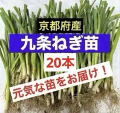 2026年最新】九条ネギ苗の人気アイテム - メルカリ