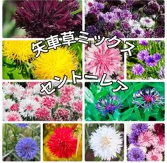 可愛いお花《セントーレア 種カラフルミックス》数種類ミックス種 花の苗 種子
