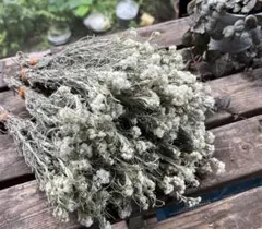 Item thumbnail for item 8d534611-2509-4a41-a1f4-c058459c3027