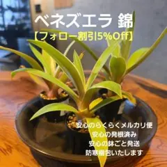 2026年最新】アガベ発根済みの人気アイテム - メルカリ