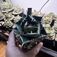 アガベ チタノタ 柊月のサムネイル