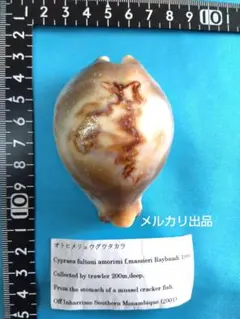 貝殻標本 宝貝 タカラガイ オトメリュウグウダカラ - メルカリ