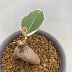 2025年最新】パンダガジュマル 斑入りの人気アイテム - メルカリ