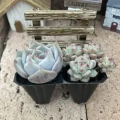 2026年最新】多肉の人気アイテム - メルカリ