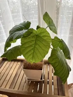 観葉植物　ウンベラータ　約22センチのサムネイル
