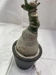 トリプルヘッド アデニア グラウカ 3.5寸鉢 多肉 植物 塊根 トリプルレア株 トリプルヘッド アデニア グラウカ 3.5寸鉢 多肉 植物 塊根 トリプル