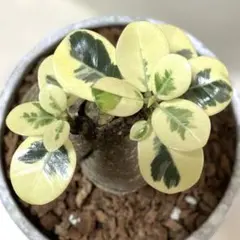 パンダガジュマル 斑入り 接木株 - メルカリ