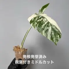 221 斑入りモンステラ ボルシギアナ ホワイトタイガー ハーフムーン 茎のサムネイル