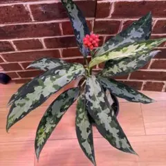 2026年最新】アグラオネマ ピクタム マルチカラーの人気アイテム