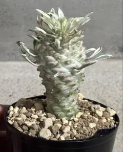 斑入り　ソテツ　蘇轍　12 斑入りソテツ 蘇轍 斑入り12