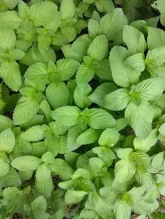 kyoto style様 リクエスト 2点 まとめ商品