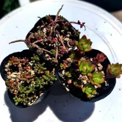 多肉植物 セダムセット