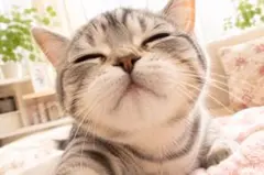 しあわせ〜♡ 甘えんぼ猫｜デジタルアート ポストカード