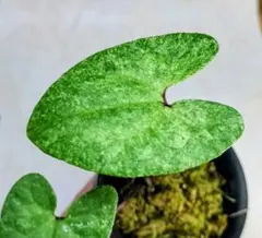 タイリンアオイ 「福智雲海」 カンアオイ 富貴蘭 山野草 - メルカリ