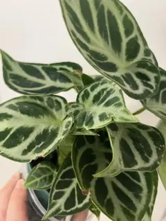 ハ*ー様 Anthurium ET Diamond Crystal 【EQUAT - メルカリ