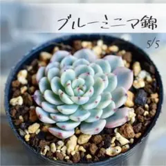 お纏め　多肉植物　セシボン錦　抜き苗 楽天市場】多肉 錦（観葉植物｜花・観葉植物）：花・ガーデン・DIYの通販