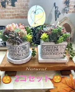 R*n様 ❤️多肉植物　そのまま飾れる❤️陶器鉢2コセット❤️