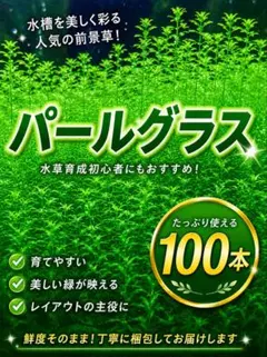 【水中葉】パールグラス100本のサムネイル