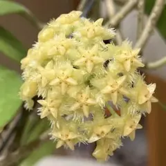 2025年最新】ホヤミンドレンシスの人気アイテム - メルカリ