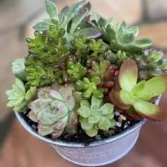 ももたろう様 リクエスト 2点 まとめ商品