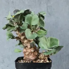 2025年最新】オトンナ ヘレーの人気アイテム - メルカリ