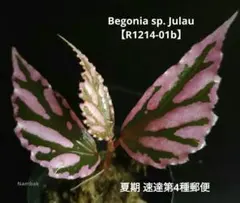 Begonia sp. Julau ぼっち株【R1214-01b】のサムネイル