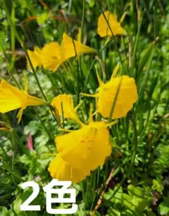 雪割一華様 リクエスト 2点 まとめ商品