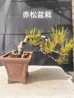2026年最新】赤松 盆栽の人気アイテム - メルカリ