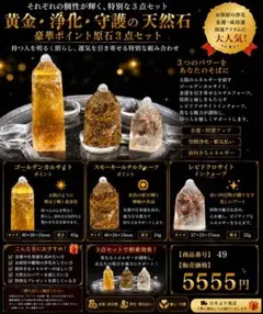 期間限定大特価‼️［ジュエルオーキッド］厳選3株セット - メルカリ