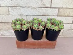 ももんちゃ様 リクエスト 2点 まとめ商品