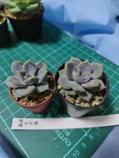 多肉植物♡ぼのぼのさん♡すず風♡ポットごと発送のお値段です
