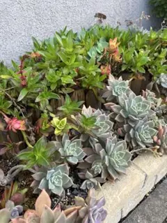 多肉植物　カット苗　1セット　タイムセール