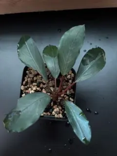 ブセファランドラ ルミナス パープル2 メラウィ Bucephalandra ブセファランドラ sp. ルミナスパープル2 メラウィ水上葉増殖株 - メルカリ