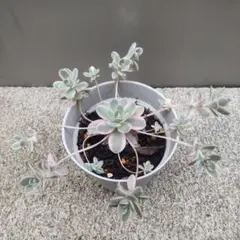 多肉植物 子持ち蓮華鏡花 ラスト 3鉢抜き苗 - メルカリ