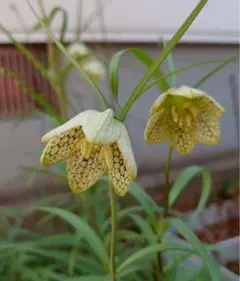 S. leucophylla alba × OHG JCPS 種子 50粒+α - メルカリ
