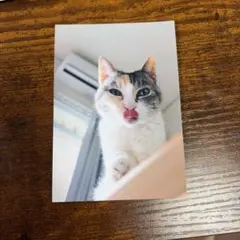 けいこ写真　猫　スリマ　3markets カザマタカフミ