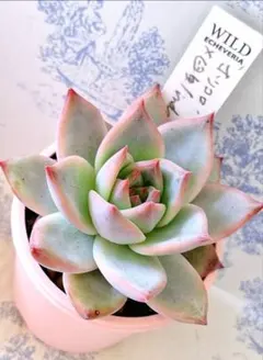 2026年最新】臼田リンゼアナの人気アイテム - メルカリ